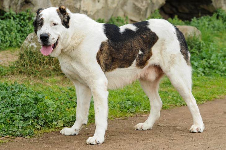 Central Asian Shepherd Dog Price:
