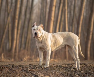 Dogo Argentino Hunting: Exploring The Ultimate Hunting Companion