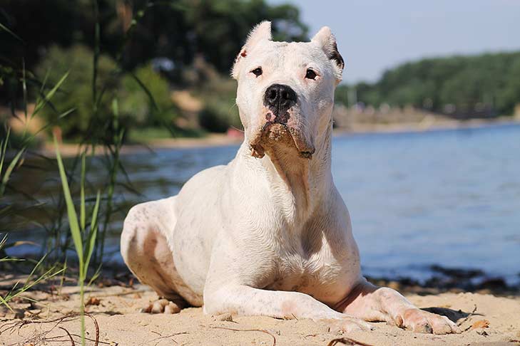 Dogo Argentino Price: History, Body Characteristics, Care Expenses And Factors Affecting Price
