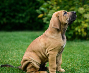 Fila Brasileiro For Sale: Discover Your New Magnificent Family Member