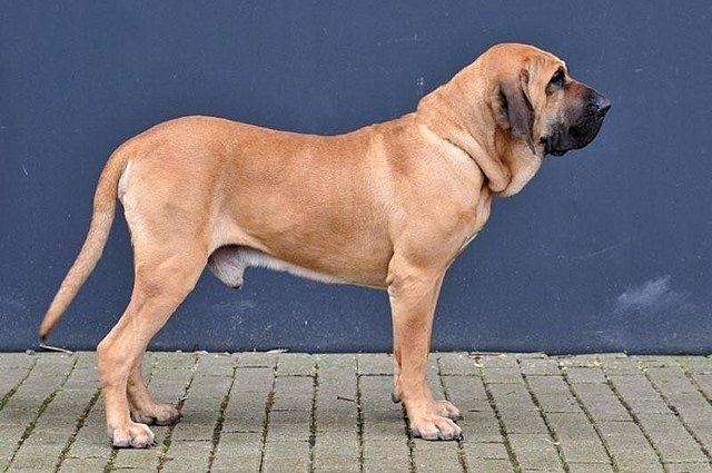 Fila Brasileiro For Sale: Discover Your New Magnificent Family Member