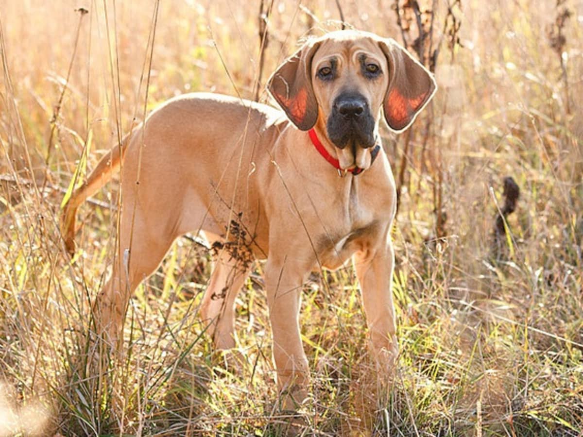 The Ultimate Guide to Fila Brasileiro Attacks - 4 Amazing Facts, Traits And Temperament