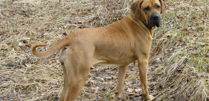 The Ultimate Guide to Fila Brasileiro Attack - 4 Amazing Facts, Traits And Temperament