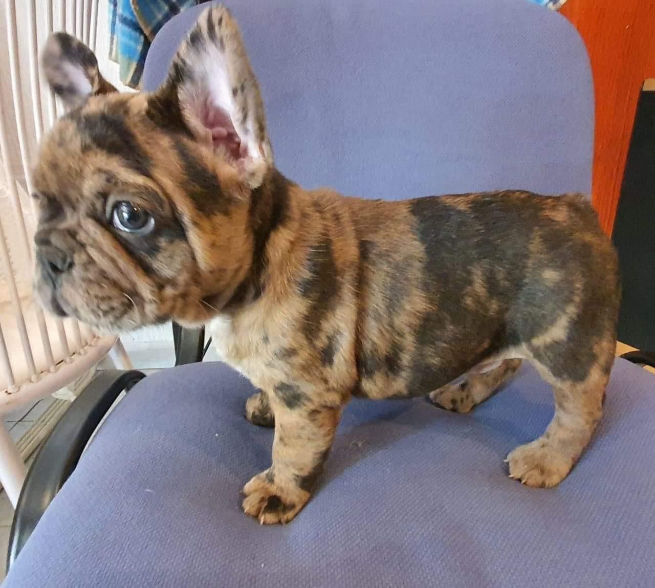 Fluffy French Bulldog Breed Information, History, 6 Comprehensive Body Characteristics, Behavior And Caring