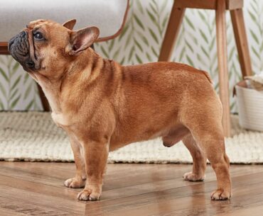 French Bulldog Colors: A Comprehensive Guide to Frenchie Coat Variations