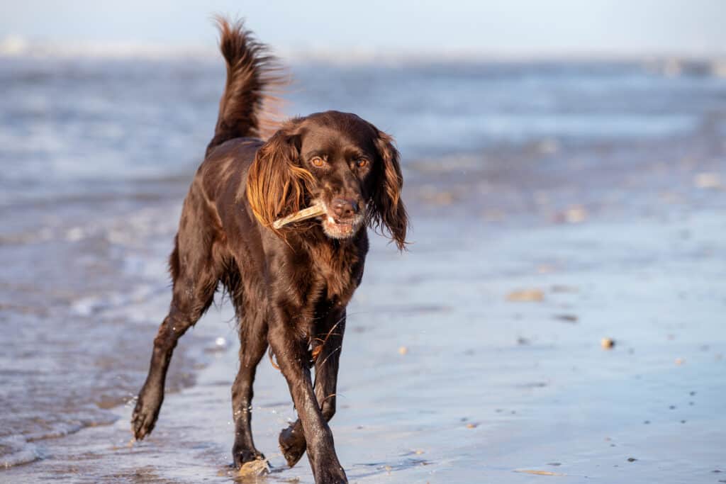 German Longhaired Pointer Price: The Complete Guide To Investing In Quality German Longhaired Pointer