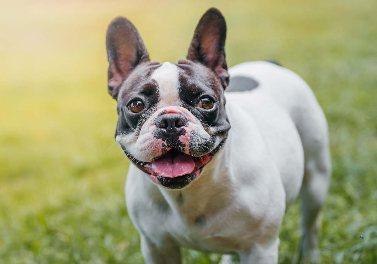 French Bulldog Colors: A Comprehensive Guide to Frenchie Coat Variations