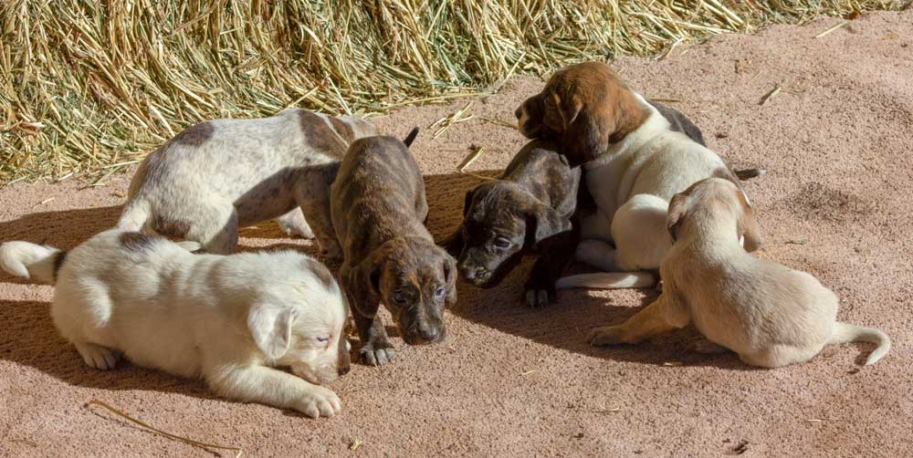 Plott Hound Puppies: 7 Unique Physical Features, Behaviour And Health