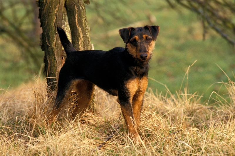 Jagdterrier for Sale: The Ultimate And Perfect Hunting Breed