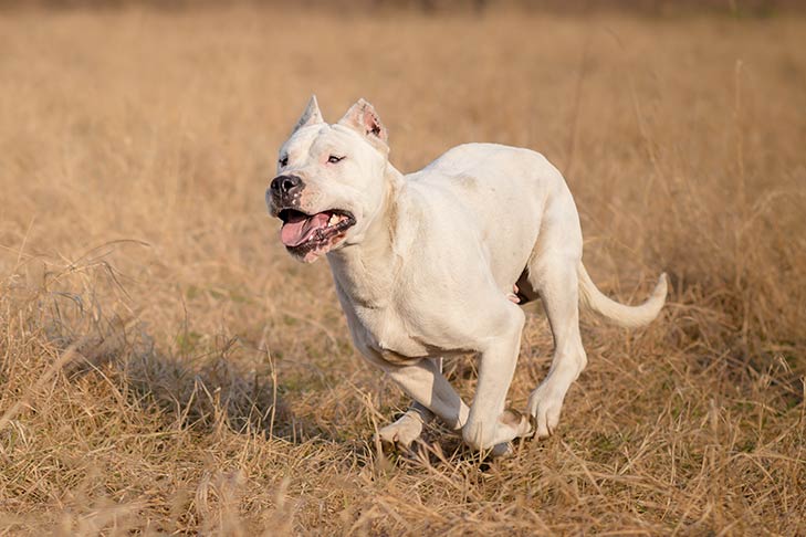 Dogo Argentino Hunting: Exploring The Ultimate Hunting Companion