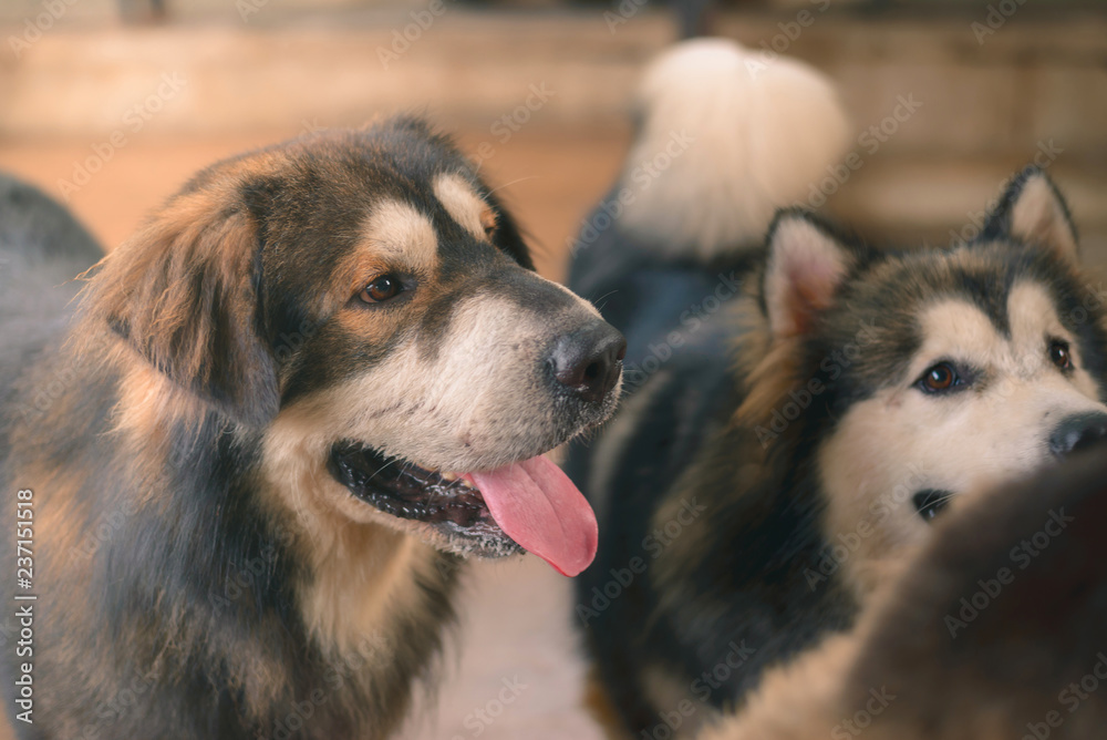 Husky Tibetan Mastiff: Physical Features, Behaviour, And Health