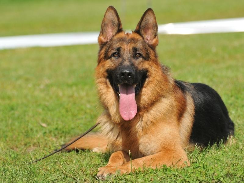 King Shepherd for Sale: Your Royal Canine Companion Awaits