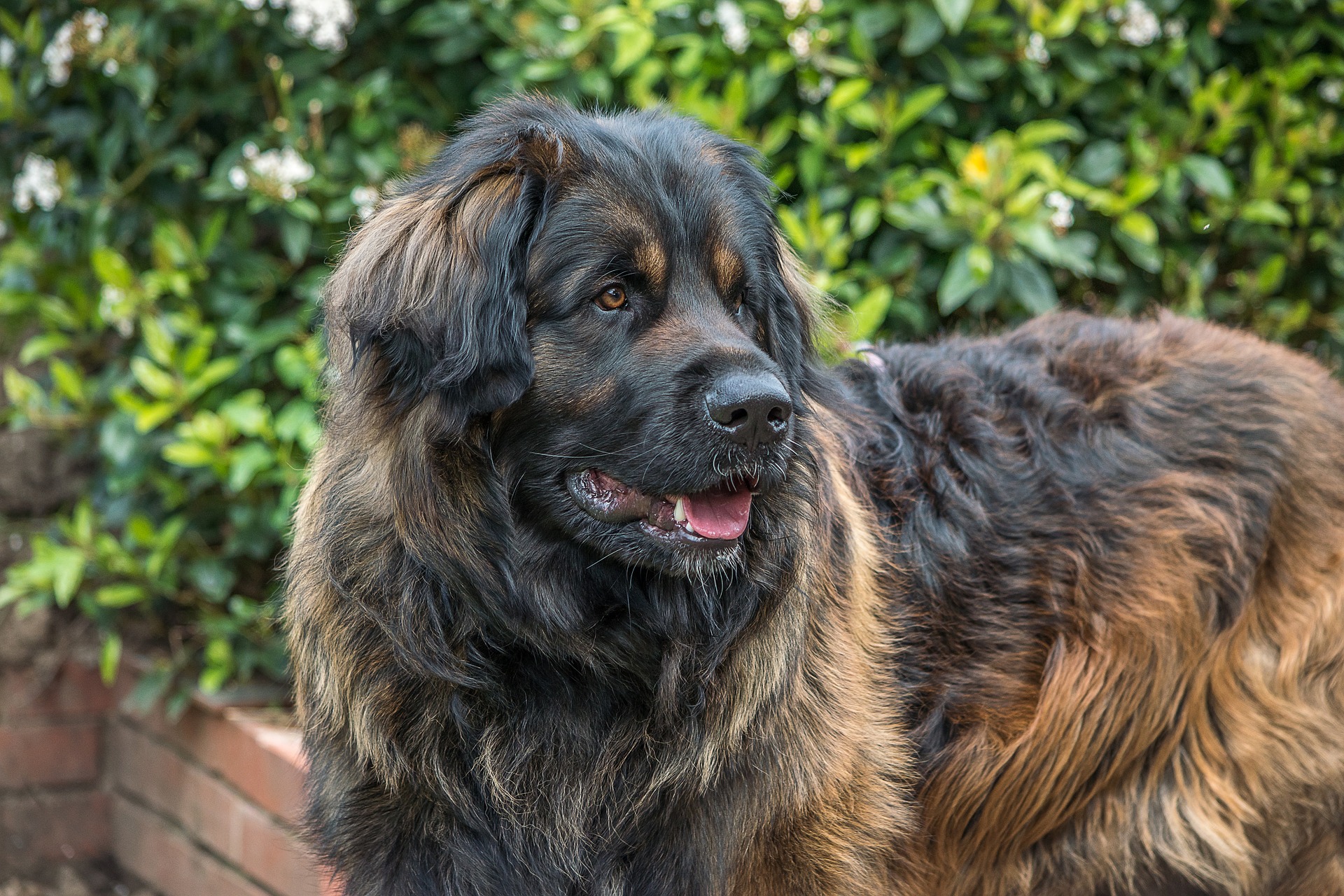 Understanding The True Cost of Owning A Leonberger: Price Factors, Care Expenses, And Long Term Investments.