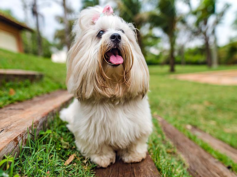 Lhasa Apso Dog Price: What to Expect When Bringing Home a New Companion