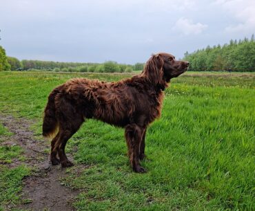 German Longhaired Pointer Price: The Complete Guide To Investing In Quality German Longhaired Pointer