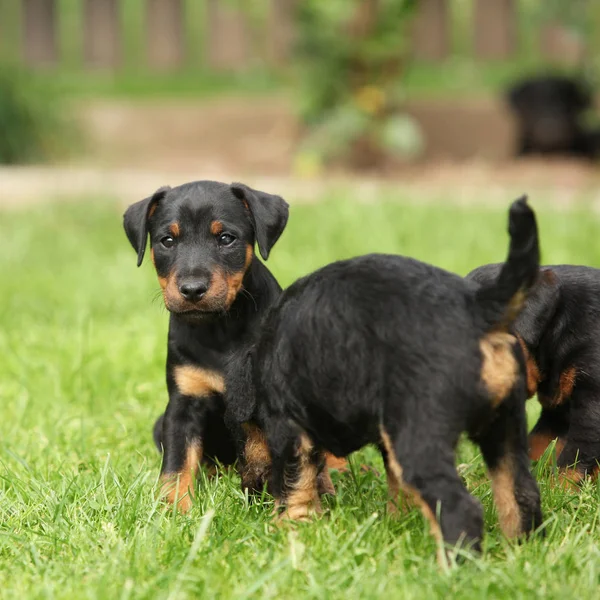 Jagdterrier Puppies: Body Appearance, 5 Comprehensive Behavior And Training