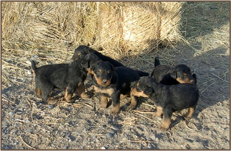 Jagdterrier Puppies: Body Appearance, 5 Comprehensive Behavior And Training