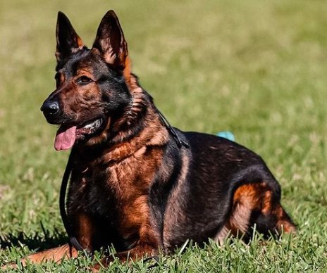 The Red Sable German Shepherd: All About Red Sable German Shepherd