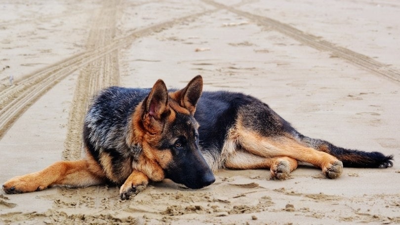 King Shepherd for Sale: Your Royal Canine Companion Awaits
