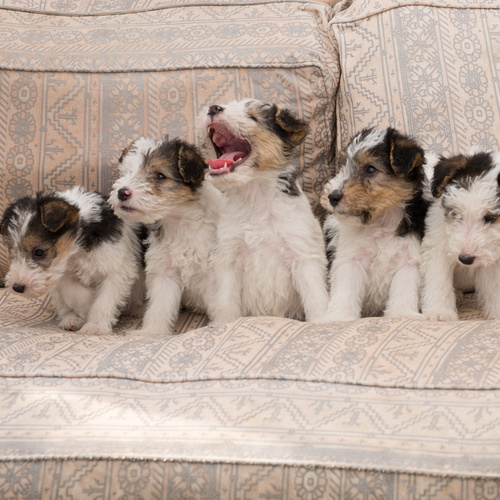 Wire Fox Terrier Puppies Information 2023: Amazing Personality & Facts