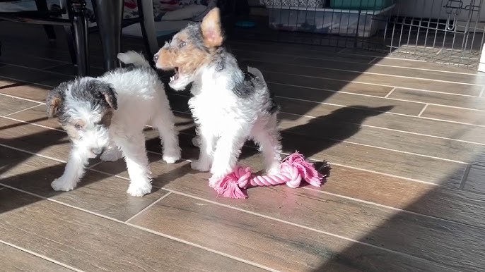 Wire Fox Terrier Puppies Information 2023: Amazing Personality & Facts