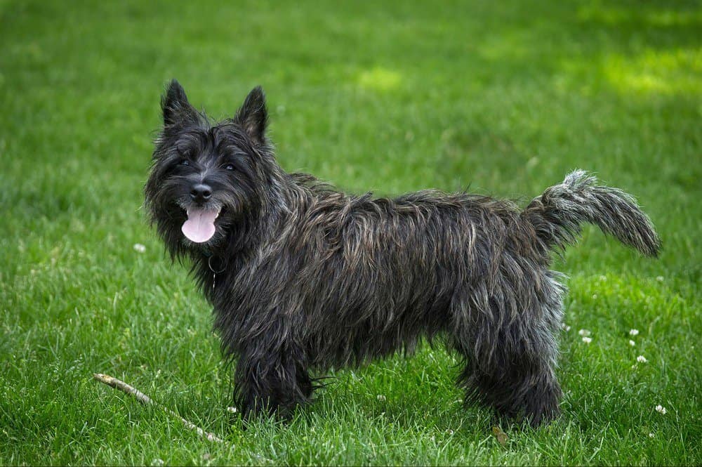 A Complete Guide to the Endearing World of Cairn Terrier Mix: Exploring 5 Exclusive Mixed Breed