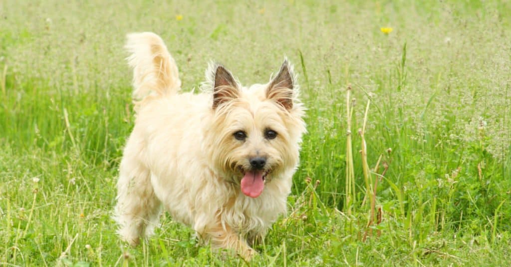 Exploring the Charms of the Cairn Terrier Chihuahua Mix: A Perfect Blend of Playfulness and Personality