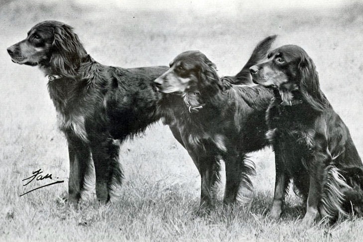 Gordon Setter Puppies