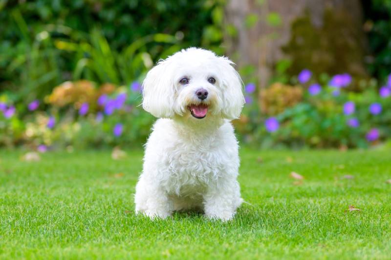 How To Cut a Havanese Dogs Hair