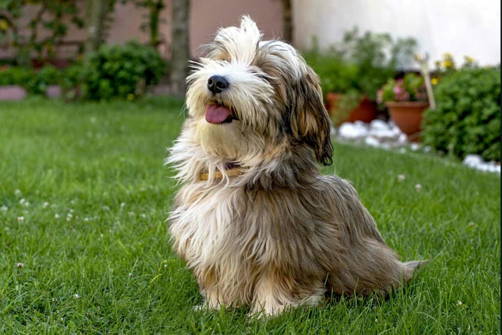 How To Cut a Havanese Dogs Hair