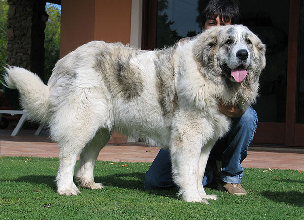 Pyrenean Mastiff for Sale: 2023 Comprehensive Guide to Buying and Adoption 