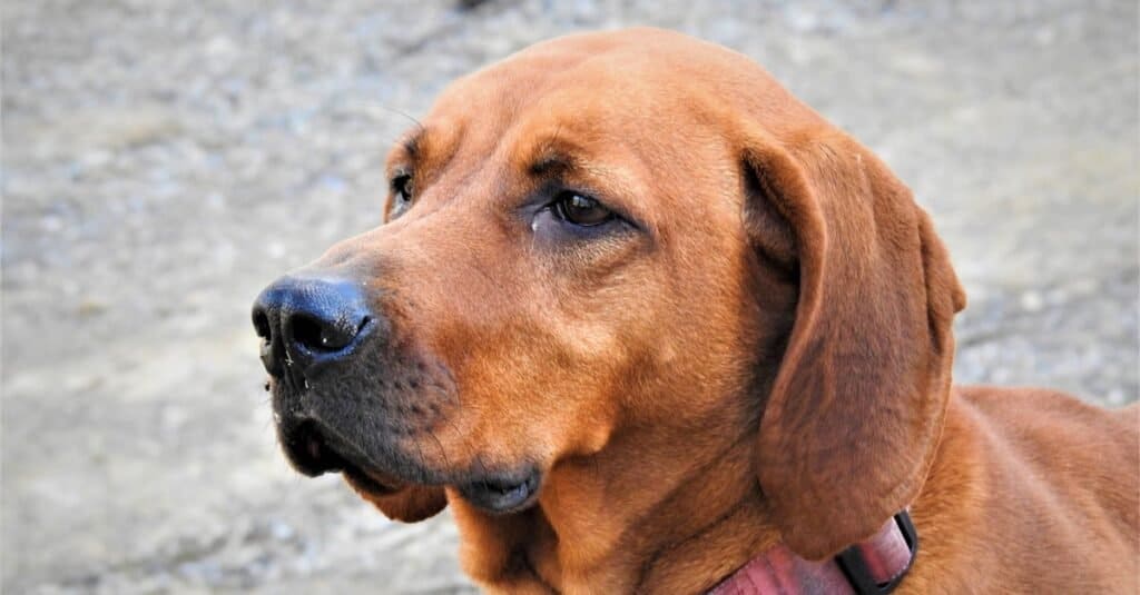 Redbone Coonhound for Sale: Discover the Best Deals on Redbone Coonhounds