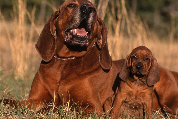 Redbone Coonhound for Sale: Discover the Best Deals on Redbone Coonhounds