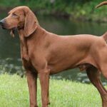Redbone Coonhound for Sale-Petswealth