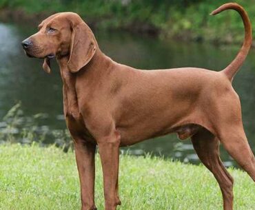 Redbone Coonhound for Sale-Petswealth