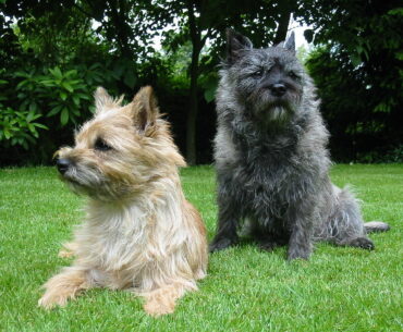 A Complete Guide to the Endearing World of Cairn Terrier Mix: Exploring 5 Exclusive Mixed Breed