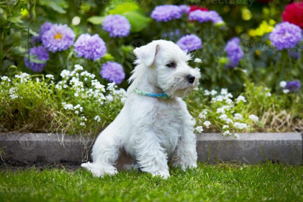 White Miniature Schnauzer Puppies
