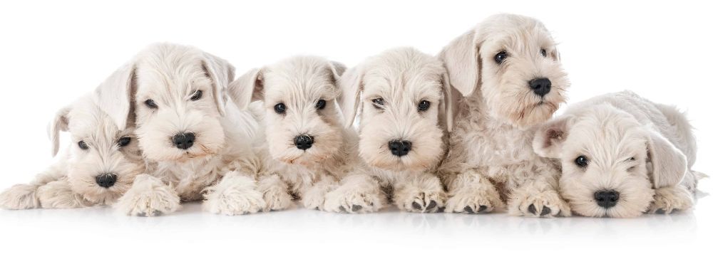 White Miniature Schnauzer Puppies