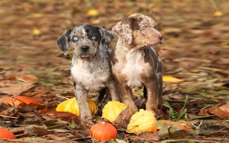 Exploring the Charms of American Leopard Hound Puppies: A Comprehensive Guide to Choosing, Caring, and Training