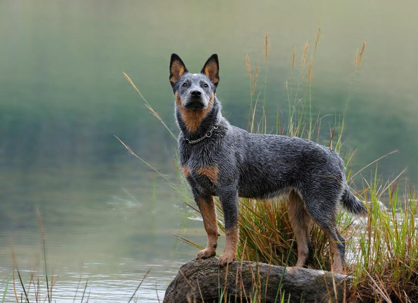 Unveiling the Best Dog Breeds for Farms: Selecting 5 Ultimate Dog Breeds for Farming Success