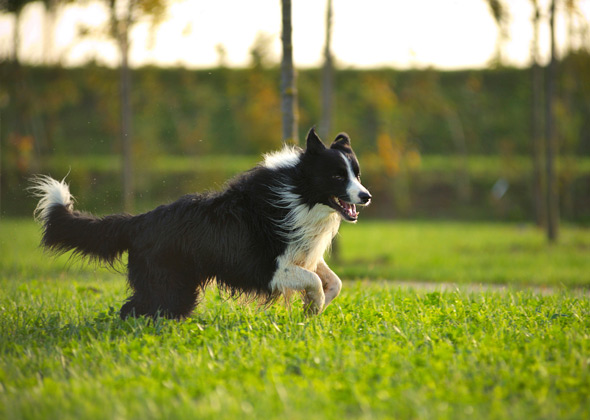 Unveiling the Best Dog Breeds for Farms: Selecting 5 Ultimate Dog Breeds for Farming Success