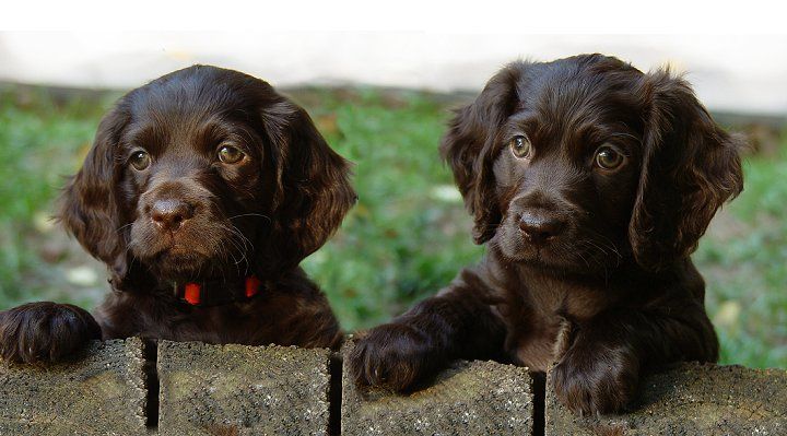 Boykin Spaniel Puppies: A Comprehensive Guide to Boykin Spaniel Puppies Care and Training