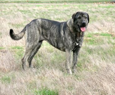 Unveiling the Majestic Brindle Anatolian Shepherd in 2023: A Unique Canine Marvel