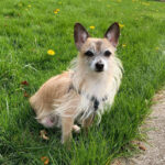 A Complete Guide to the Endearing World of Cairn Terrier Mix: Exploring 5 Exclusive Mixed Breed