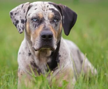 Are American leopard hounds aggressive? The American Leopard Hound is a gentle and easily sociable breed, which makes them great with children of all ages. However, you must still make sure younger children are able to play gently.
