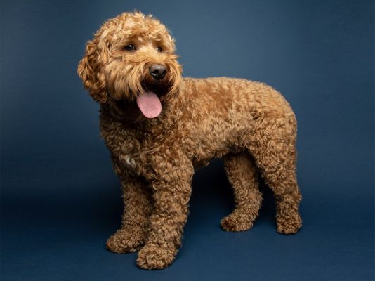 Understanding Cavapoo Full Grown Stage - A Grown-Up Guide to Canine Happiness