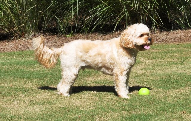 Understanding Cavapoo Full Grown Stage - A Grown-Up Guide to Canine Happiness