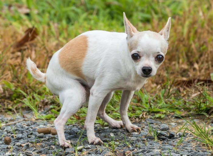 Italian Greyhound Chihuahua Mix Unleashed - Unveiling the Charms of the 2 Perfect Blends