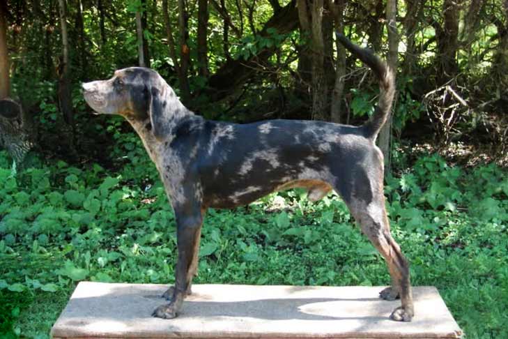 Complete Guide to American Leopard Hound Price: Factors Influencing the True Cost and Considerations for Prospective Owners