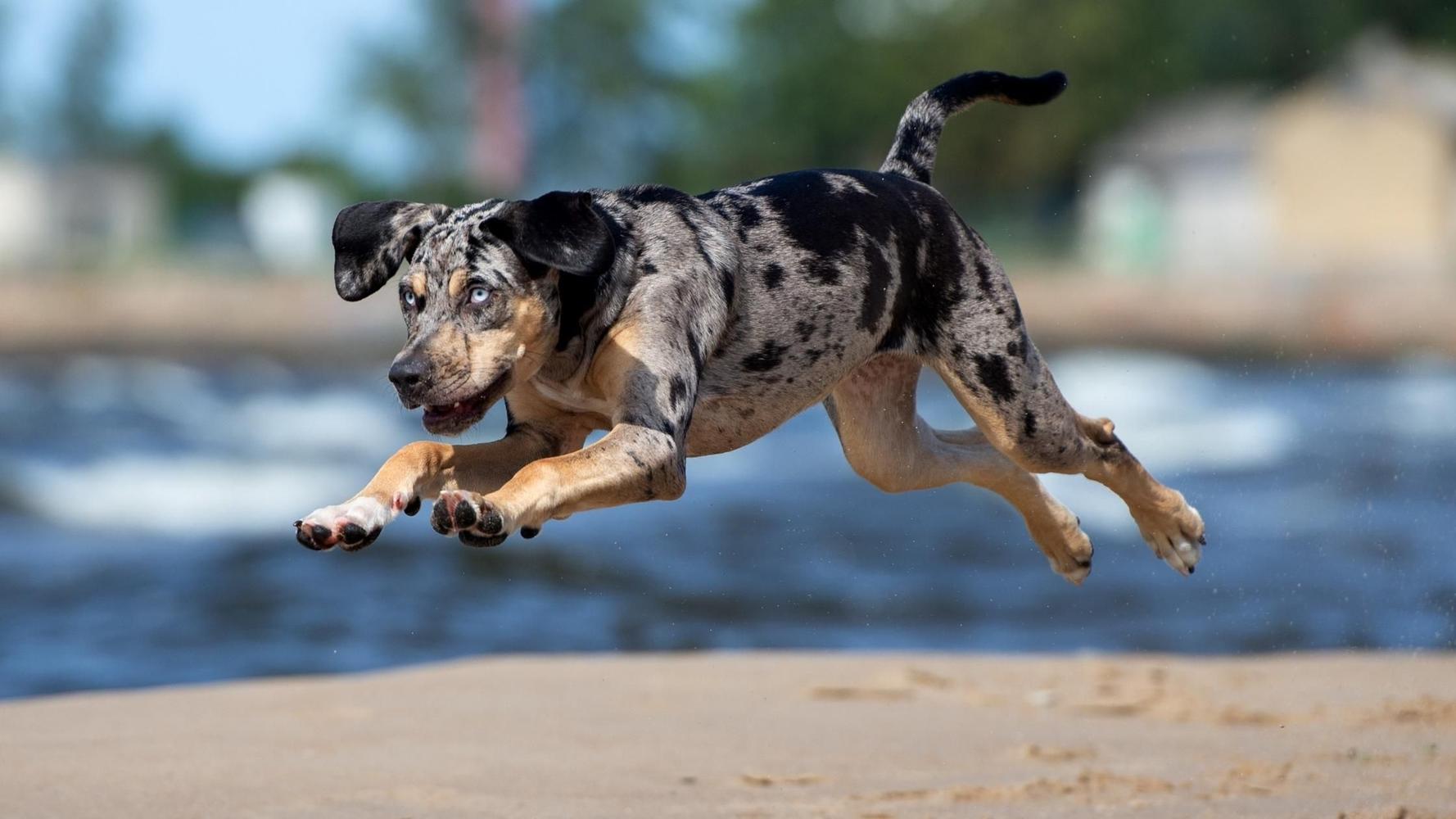 Complete Guide to American Leopard Hound Price: Factors Influencing the True Cost and Considerations for Prospective Owners
